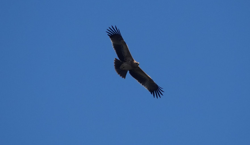 juvenile Spanish imperial eagle. 