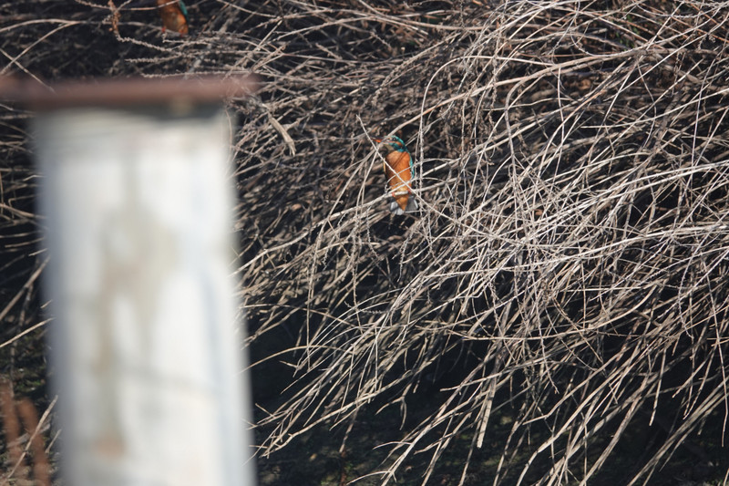 kingfisher hiding in the bush at La Janda