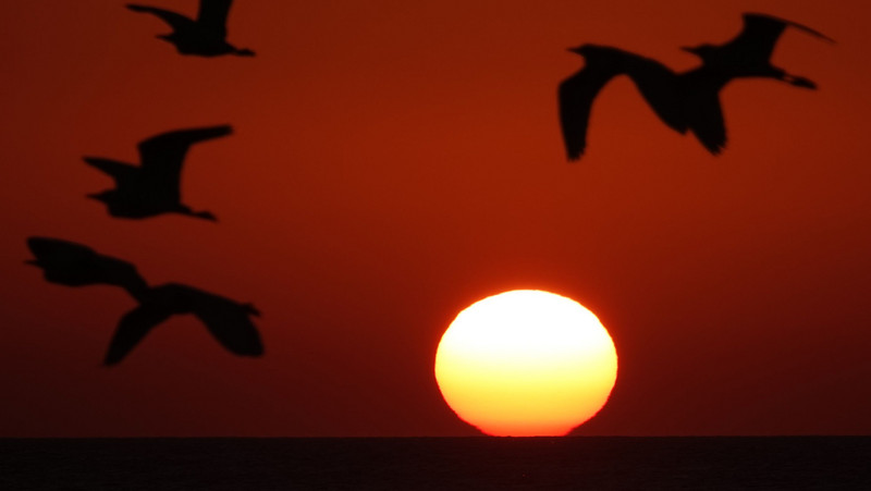 Egrets at sunset.