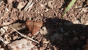 Moth near Betis