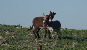 happy donkeys