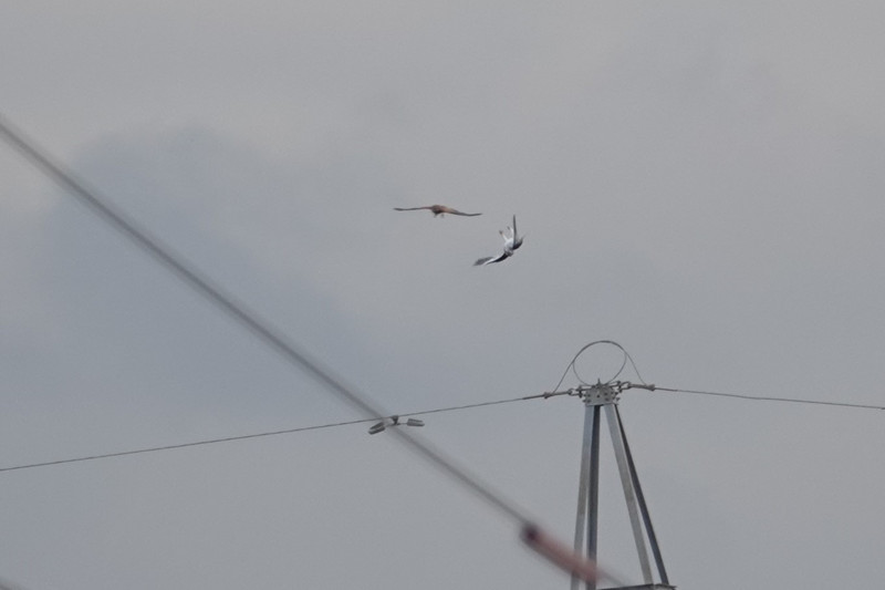 Black winged kite and kestrel. La Janda.