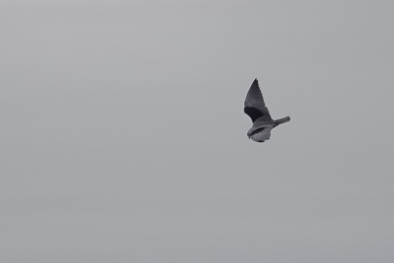 Black winged kite