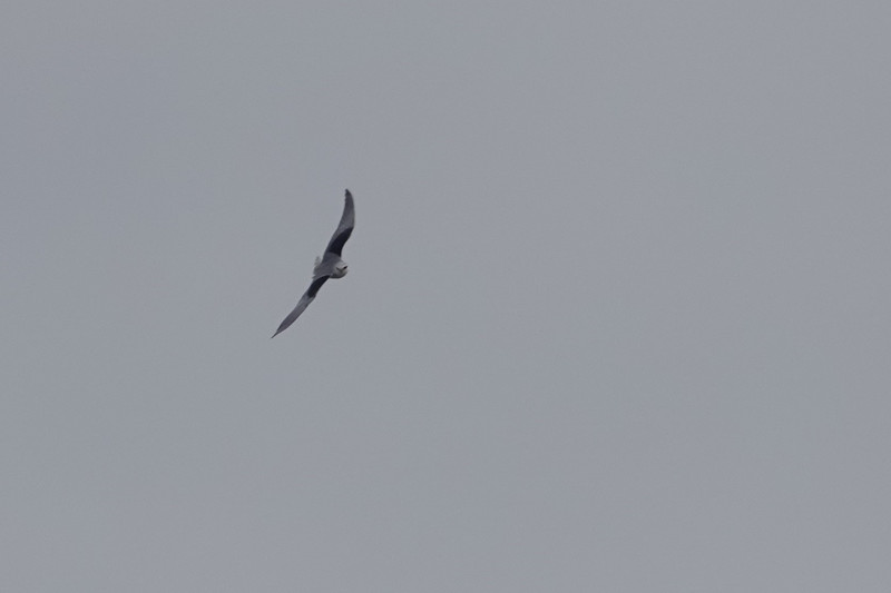 Black winged kite. La Janda.