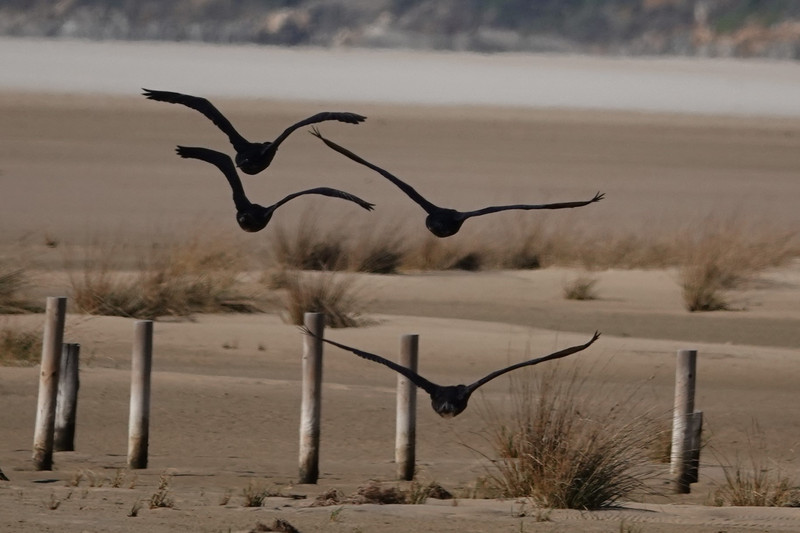Cormorants. Playa de los Lances.