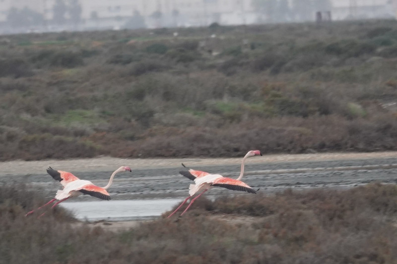 More flamingos.