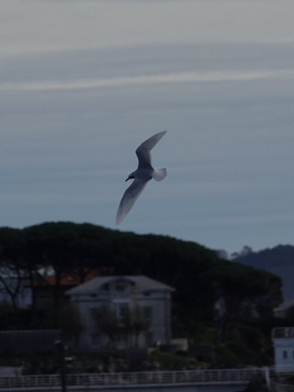 Mediterreanean Gull. Santander.