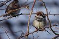 Male house sparrows.