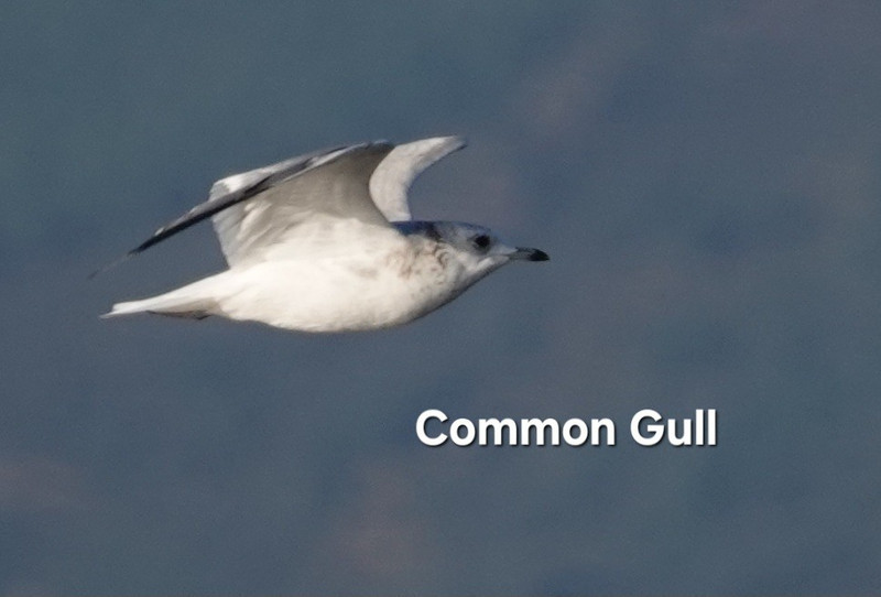Common Gull.