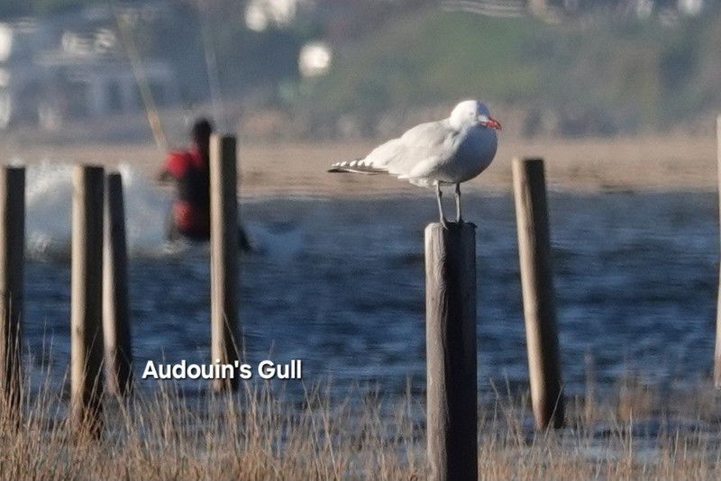 Audouin's gull.