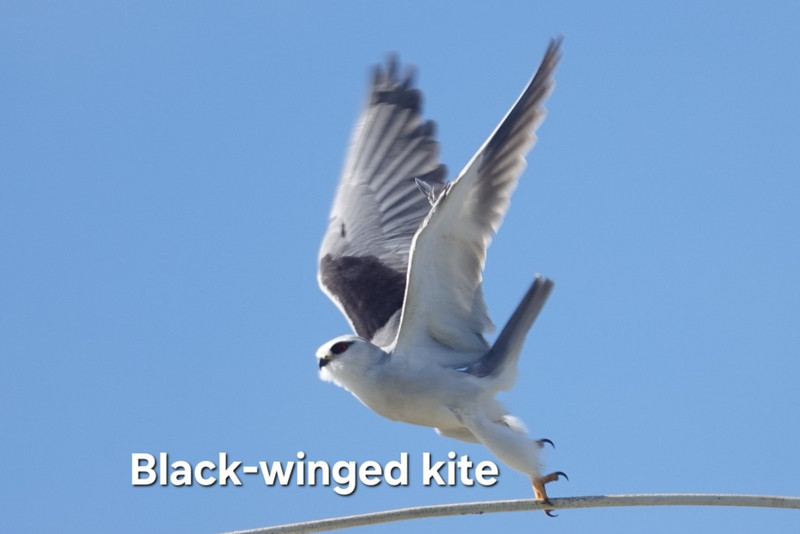 Black-winged kite 