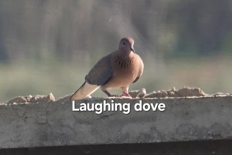 Laughing dove.