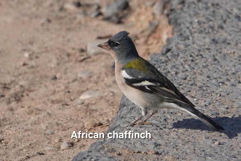 African chaffinch