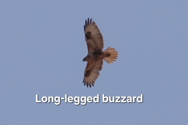 Long-legged buzzard 