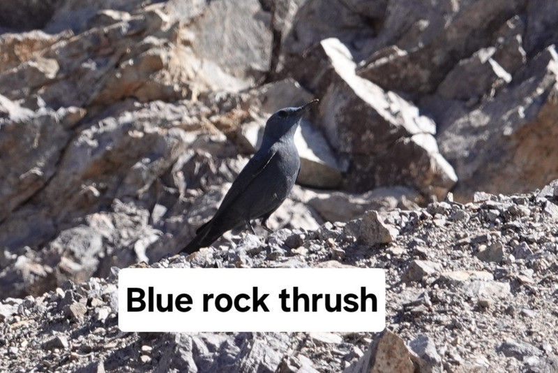 Blue rock thrush
