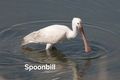 Spoonbill