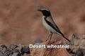 Desert wheatear