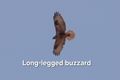 Long-legged buzzard 