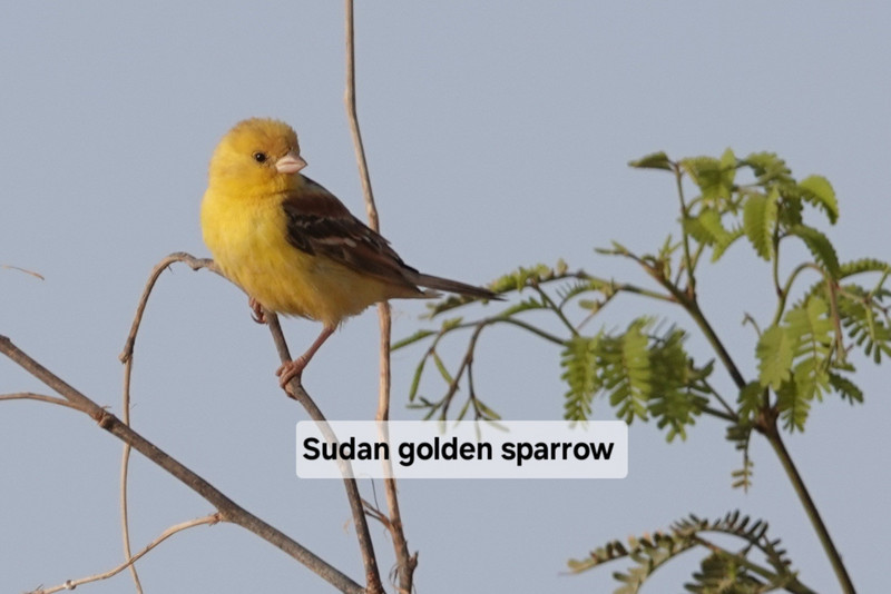 Sudan golden Sparrow