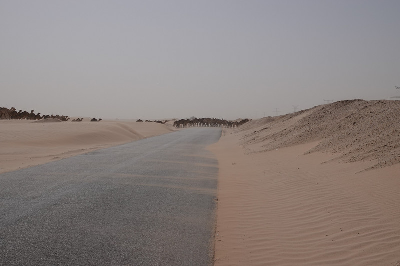 camel crossing