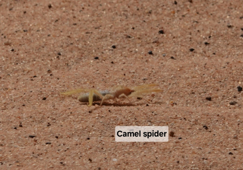 Camel spider