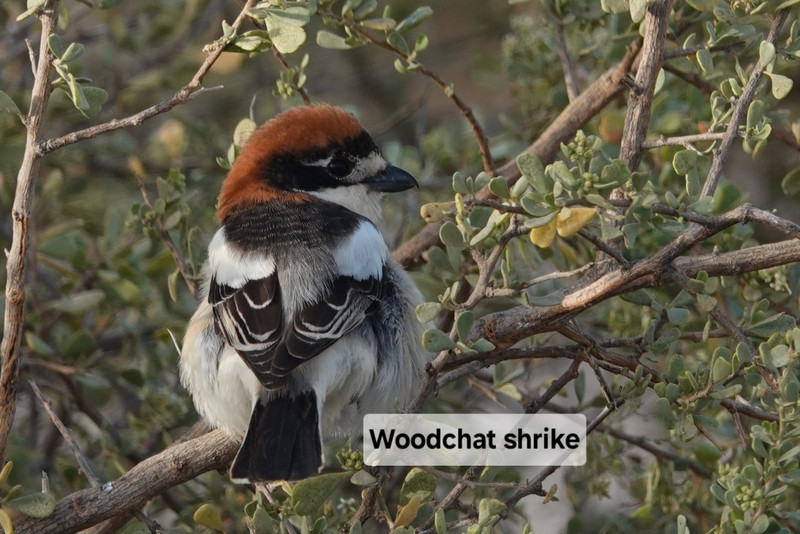 Woodchat shrike