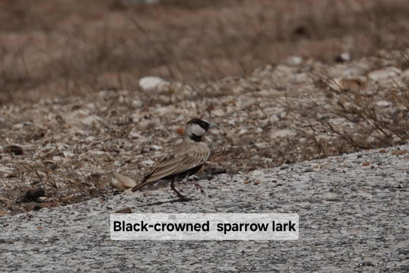 Black-crowned sparrow lark
