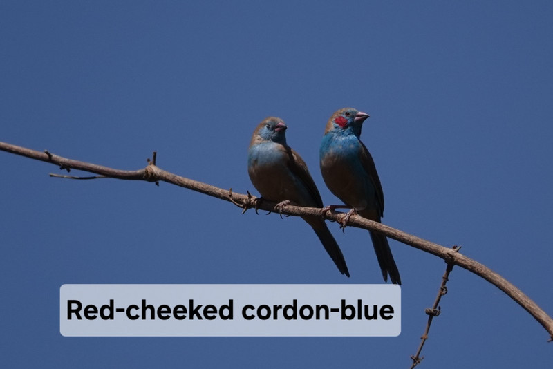 Red-cheeked cordon-bleu