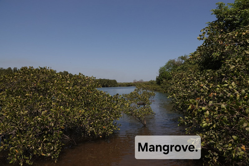 Typical mangrove creek