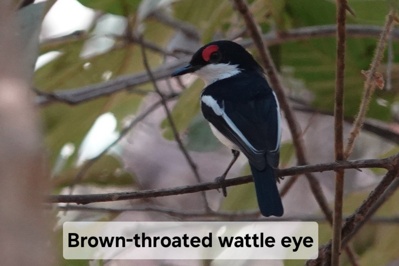 Brown throttled wattle eye