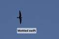 Mottle swift