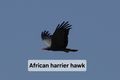 African harrier hawk