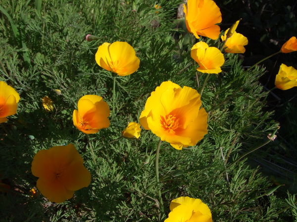 Poppies of sorts?