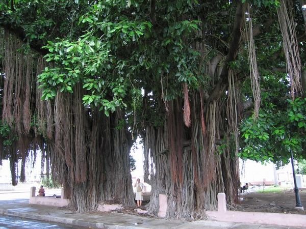 Dreadlock tree - Rasta-fa