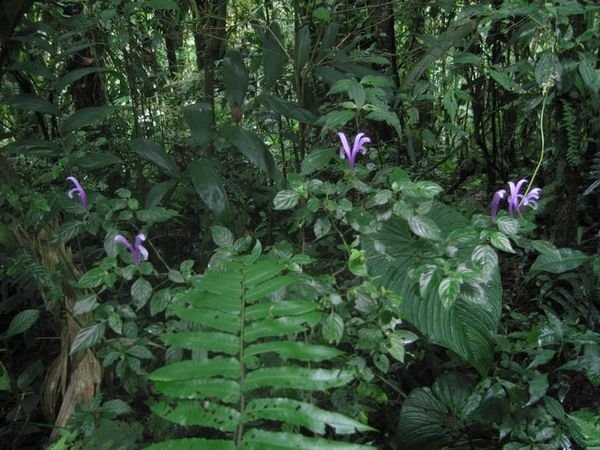 Monteverde cloudforest