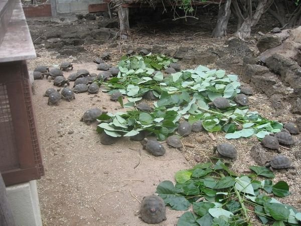 Feeding time at the turtle reserve