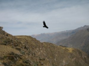 Condor over the Colca Canyon -  Kondorkeselyu a Colca Canyon felett