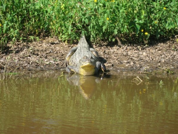 A little aligator - Egy csoppnyi aligator