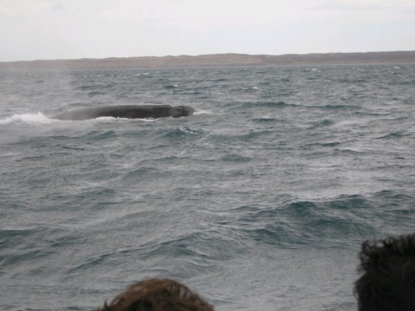 Whales - Balnak