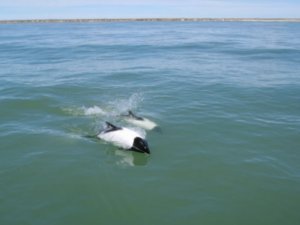Husky dolphins - Husky delfinek