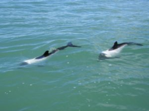 Husky dolphins - Husky delfinek