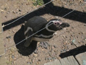 Penguins - Pingvinek