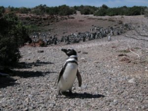 Penguins - Pingvinek