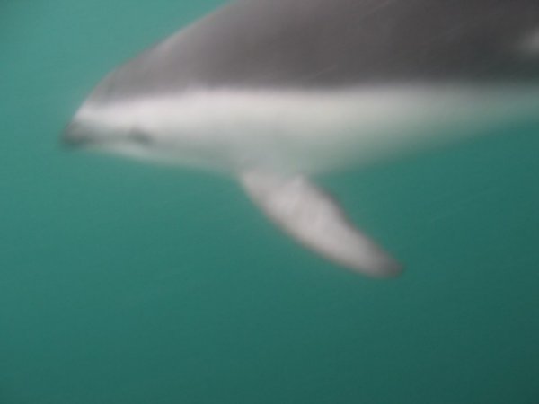 Swimming with the dolphins - Vele sikerÃ¼lt kb 1 percig Ãºszni