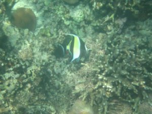 Fiji underwater - A vizalatti Fidzsi