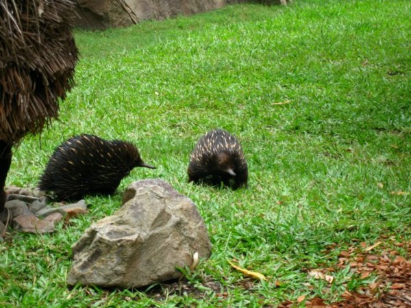Australia Zoo 