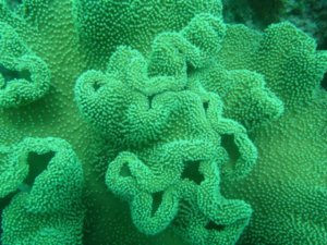 Great Barrier Reef - A Nagy Korallzatony