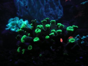 Aquarium - Akvariumi pillanatkepek