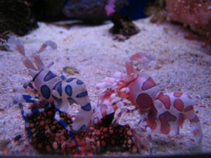 Aquarium - Akvariumi pillanatkepek