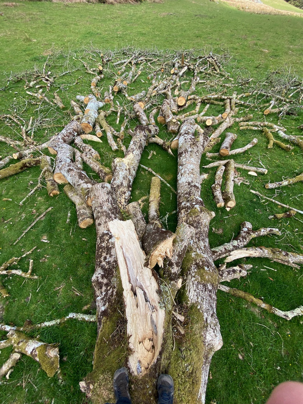 Arty dead tree